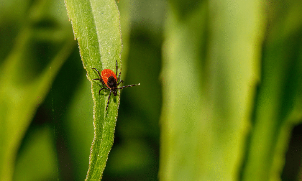 enfermedad de Lyme