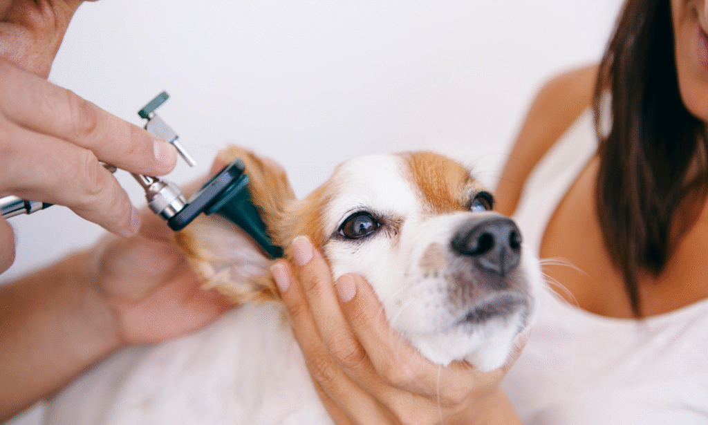 La infección de oído en perros