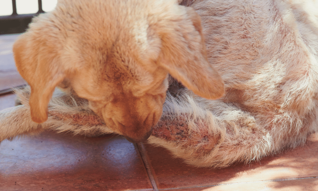 Enfermedades de la piel en perros