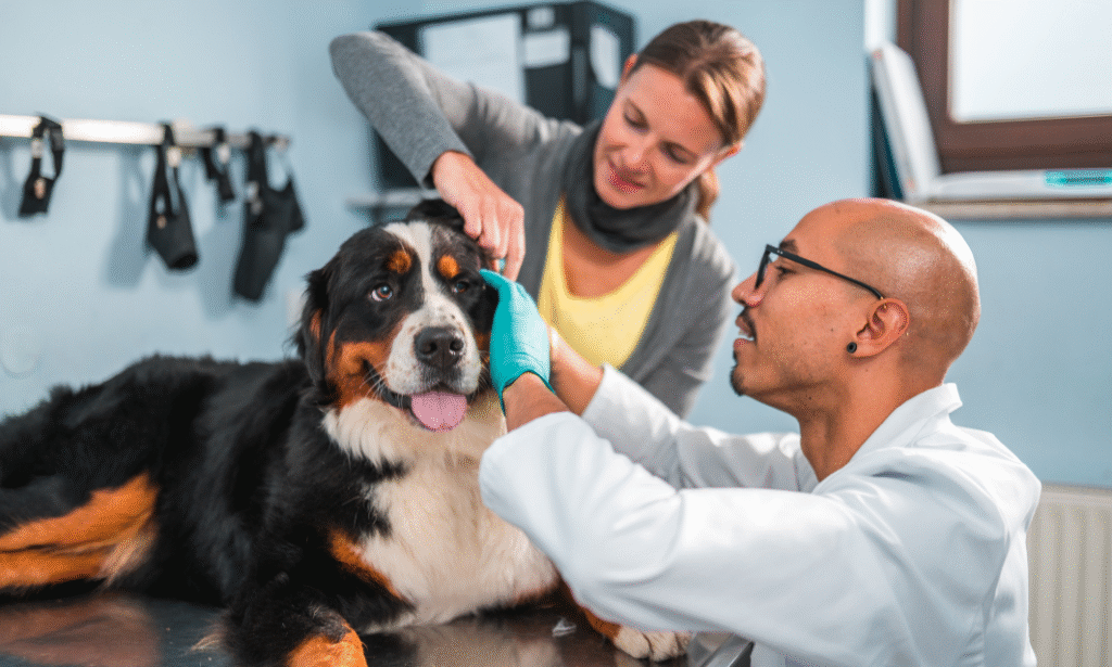 La infección de oído en perros