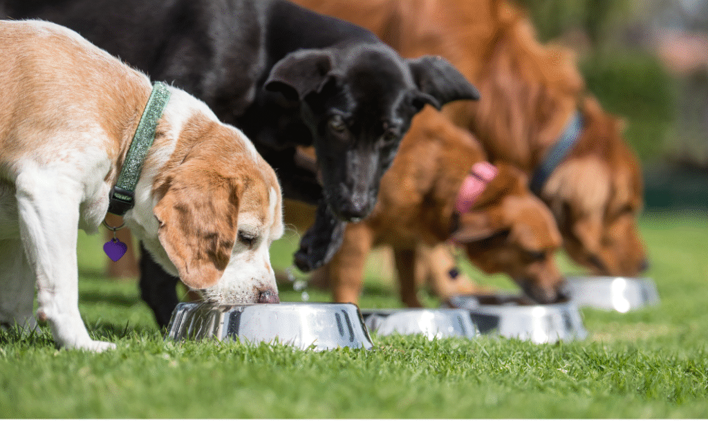 alimentación para tu perro