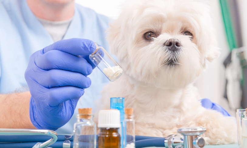 La infección urinaria en perros