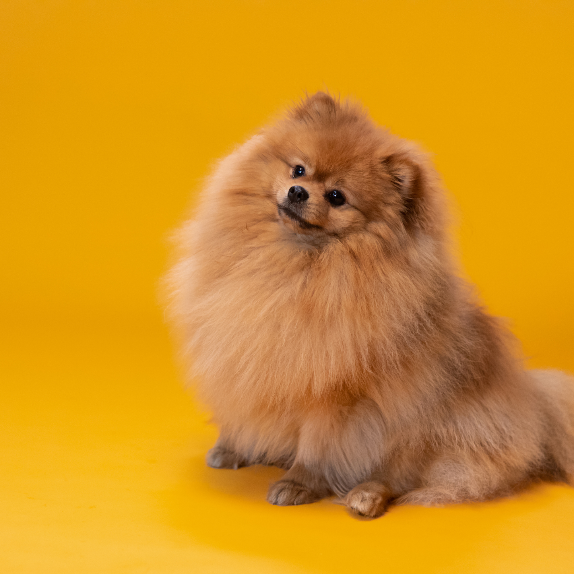 raza pomerania