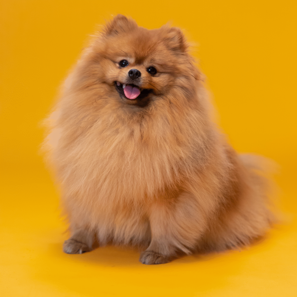 raza pomerania