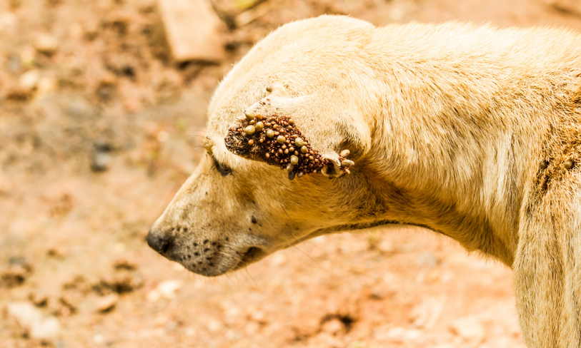 Perro infestado de garrapatas