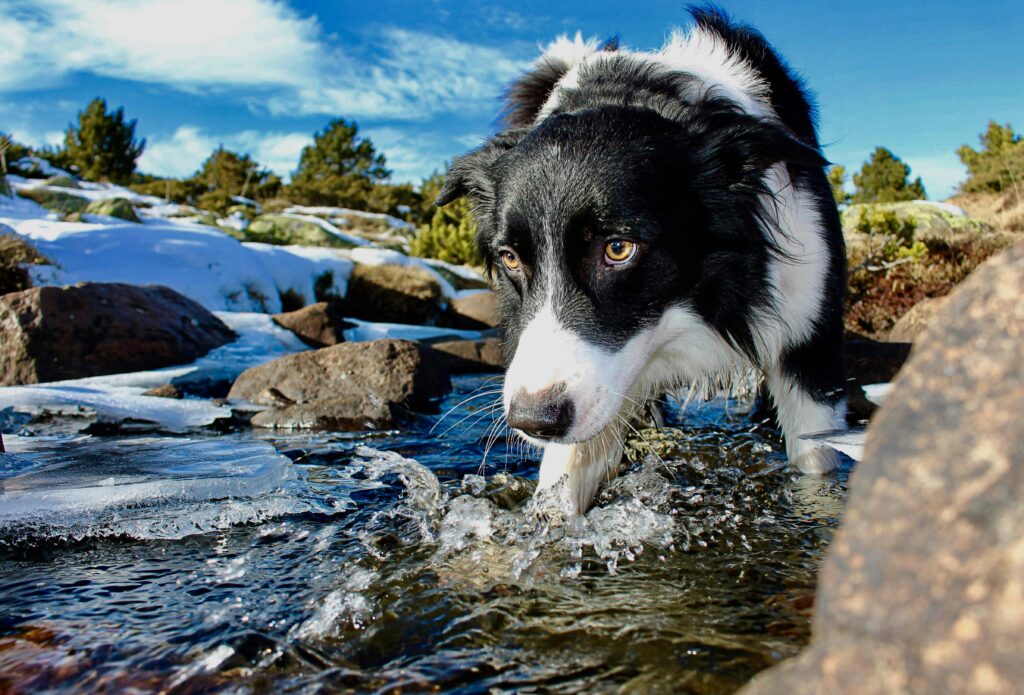 pexels-photo-1626219-1626219 Close-up of a Border Collie dog crossing a rocky stream with ice, showcasing its adventure in nature.