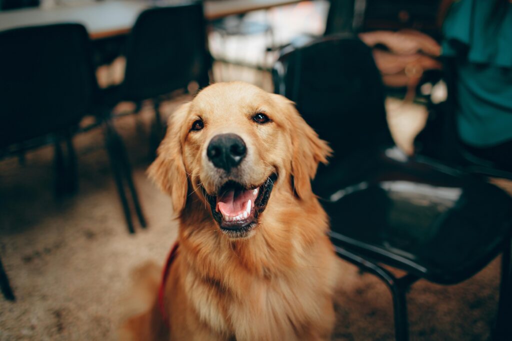 pexels-photo-2253275-2253275 Charming golden retriever dog smiling indoors, showcasing its playful and friendly nature.