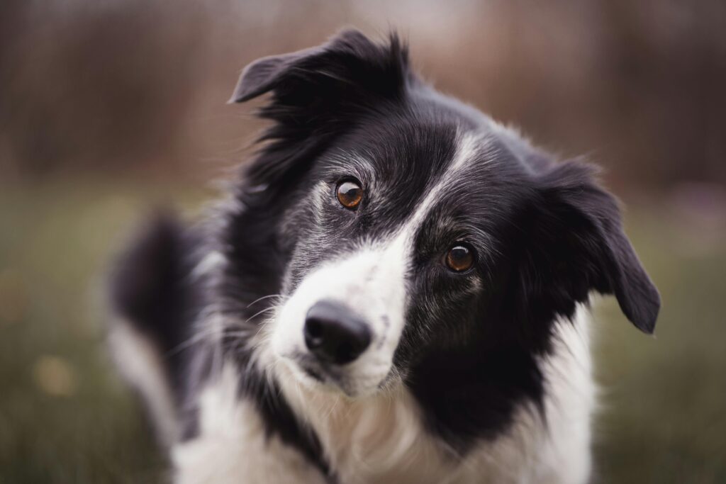 pexels-photo-3523317-3523317 Raza Border Collie