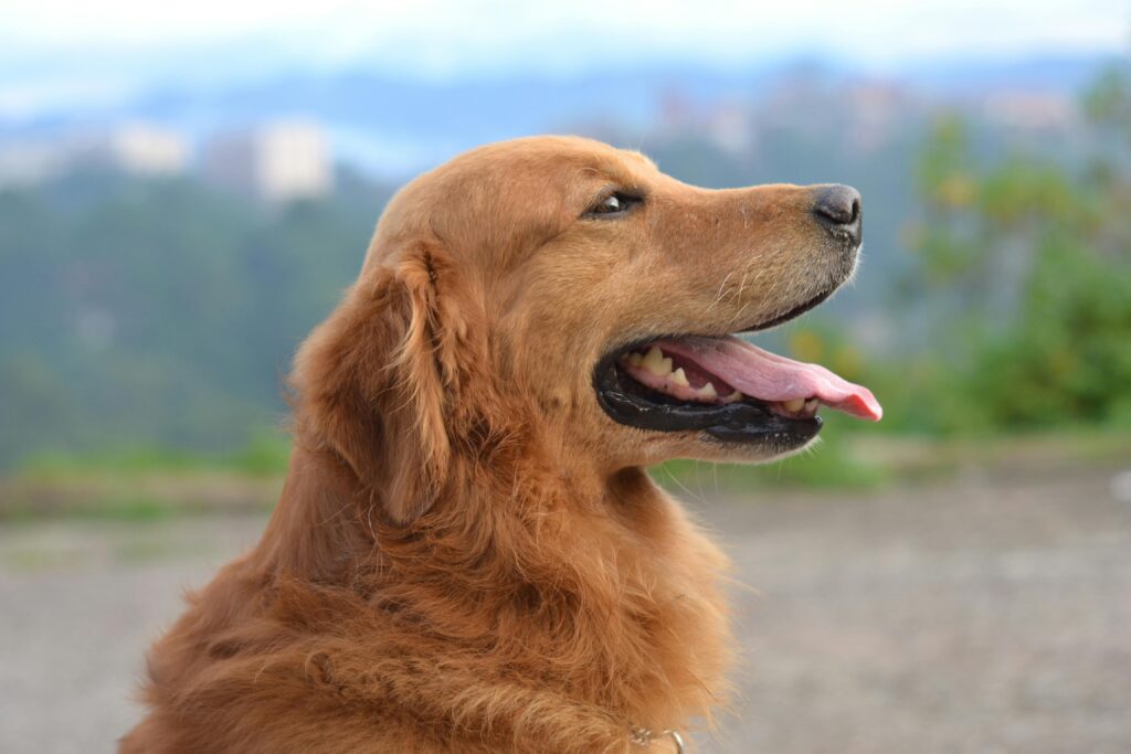 pexels-photo-686094-686094 Adorable golden retriever enjoying a sunny day outdoors with its tongue out.