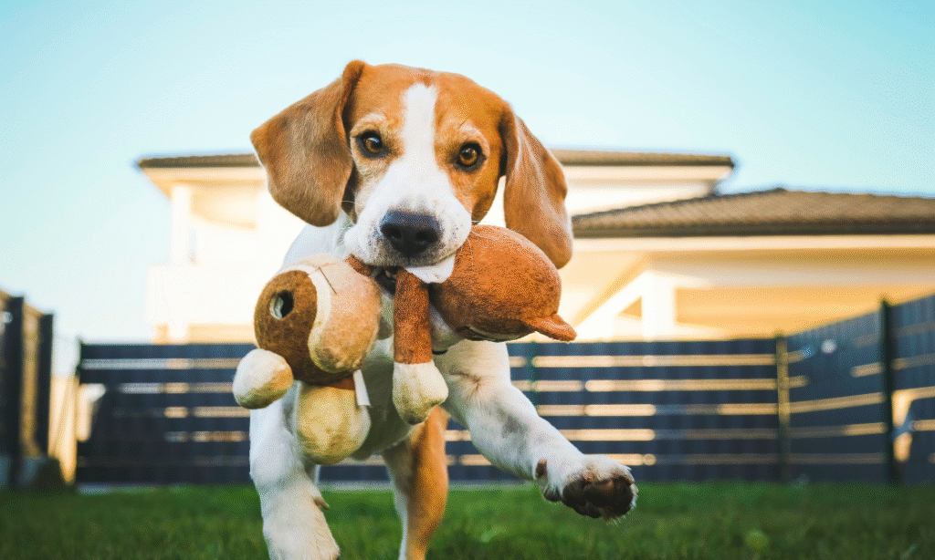Perro jugando felizmente con su dueño, fortaleciendo su desarrollo emocional