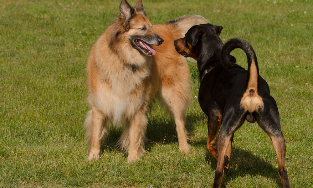 cómo socializar a un perro con otros animales