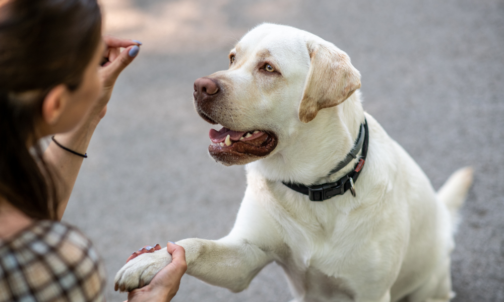entrenar a tu perro en casa
