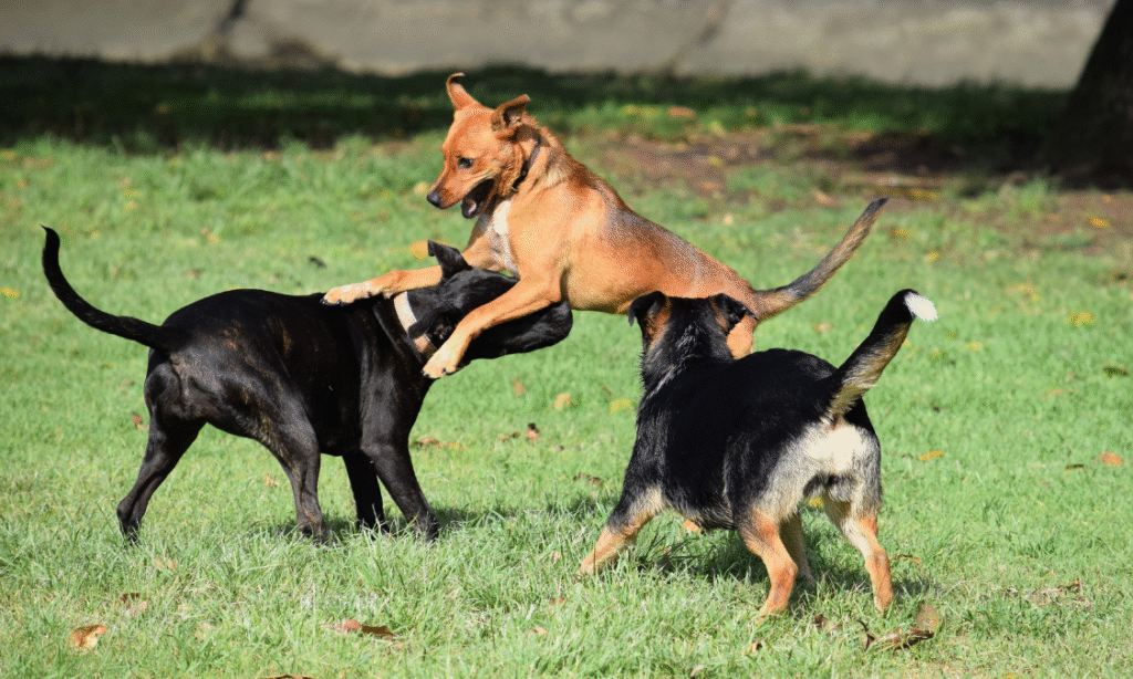 Perro jugando felizmente con su dueño, fortaleciendo su desarrollo emocional