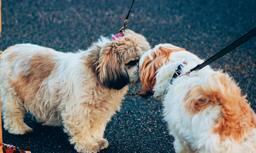 cómo socializar a un perro con otros animales