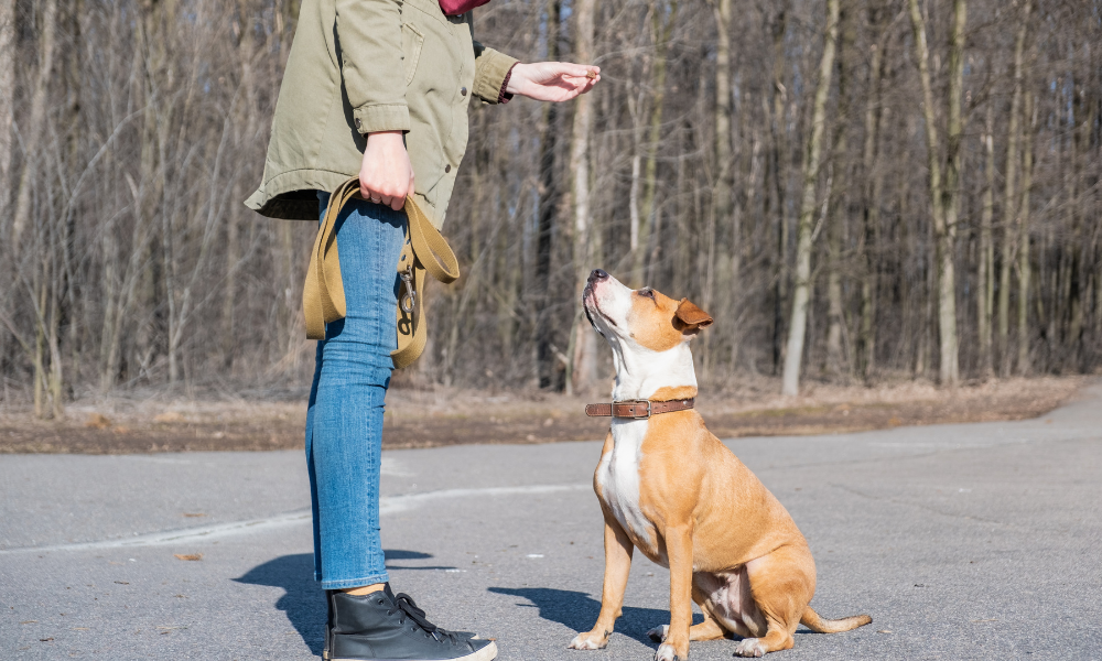 entrenar a tu perro en casa