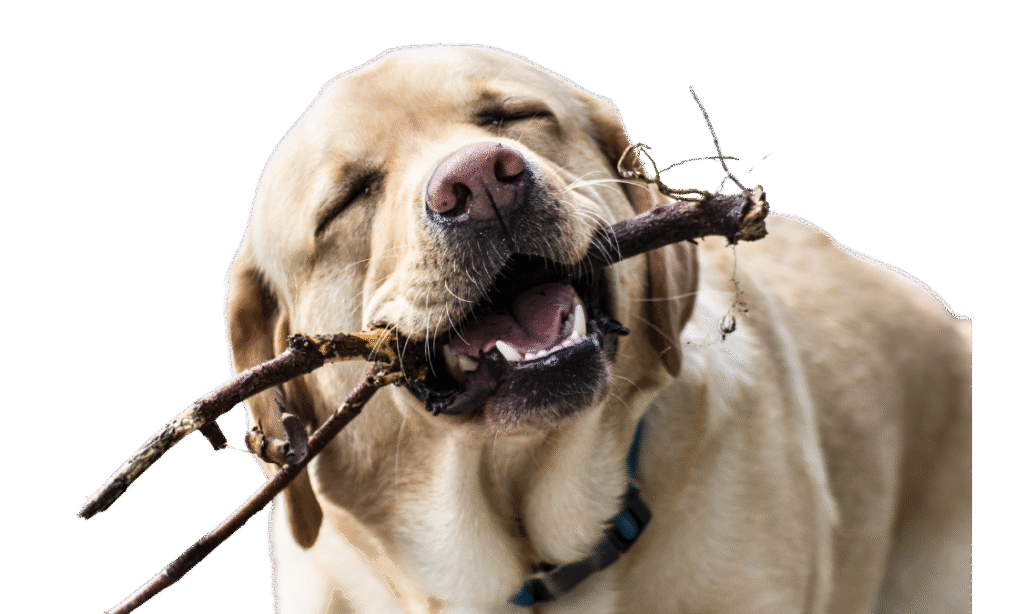 evitar que mi perro muerda objetos