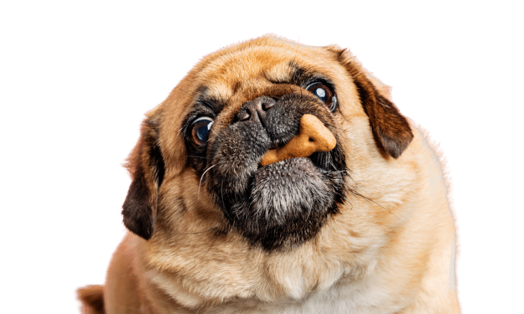 evitar que mi perro muerda objetos